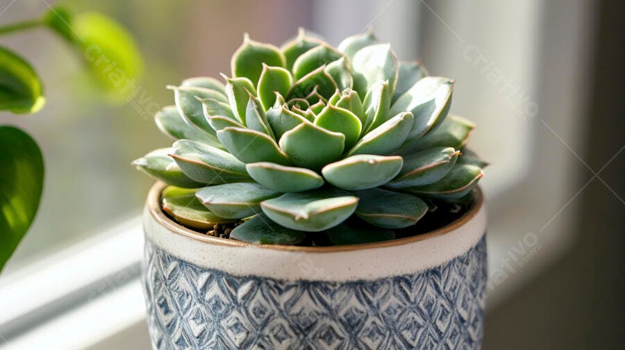 Foto Suculenta Echeveria em Vaso Decorado Janela Luz Natural