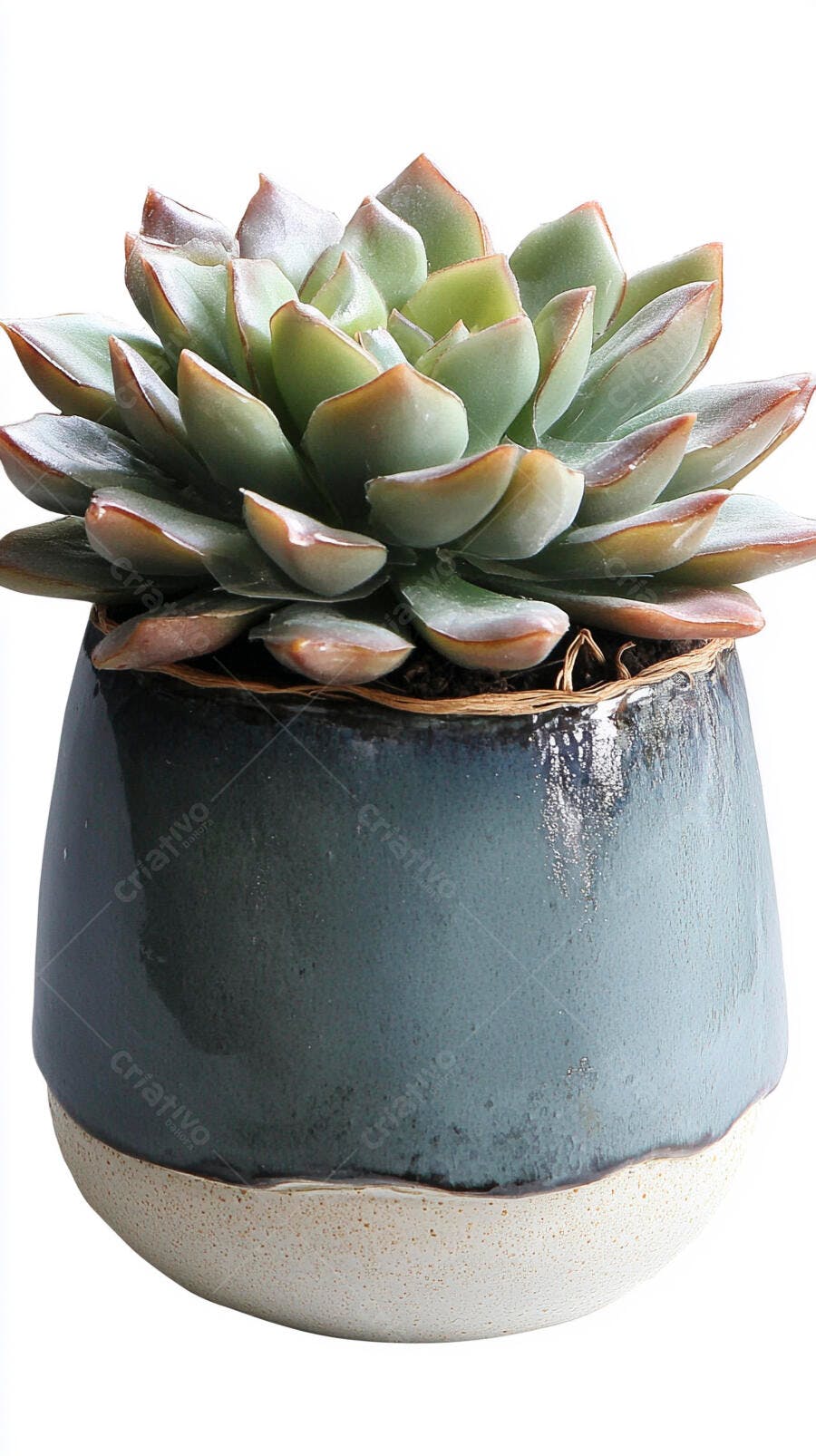 Foto Suculenta Verde Vaso Cerâmica Fundo Branco Isolado