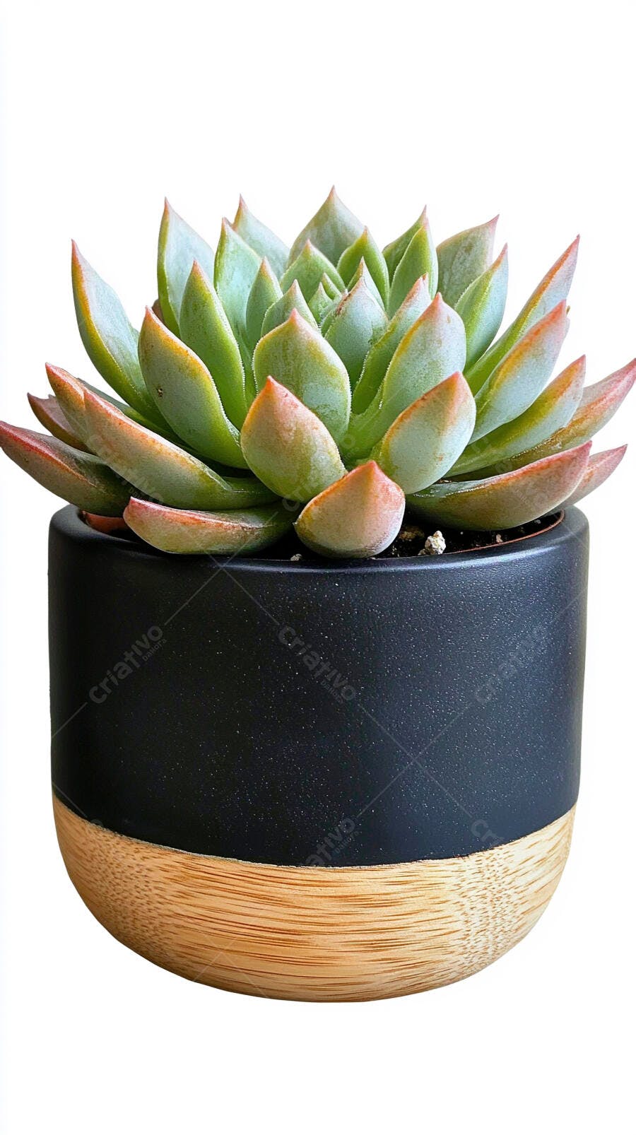 Foto Suculenta Echeveria Vaso Preto Madeira Fundo Branco