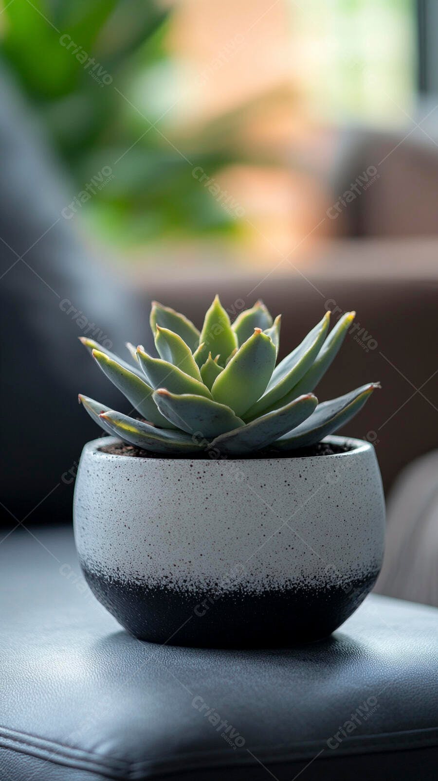 Foto Suculenta Vaso Cerâmica Moderna Decoração Casa
