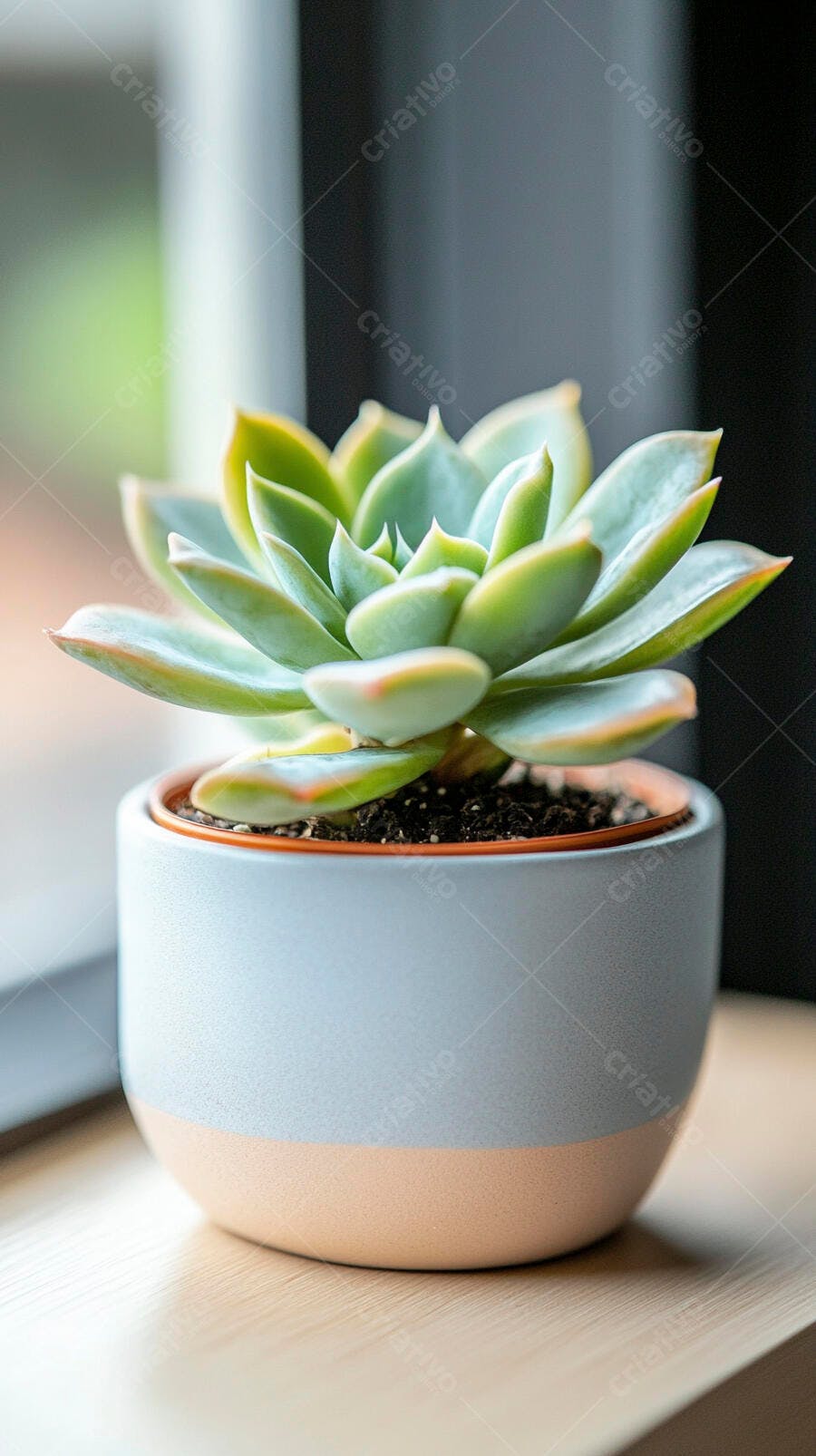 Foto Suculenta Echeveria Vaso Moderno Mesa Madeira