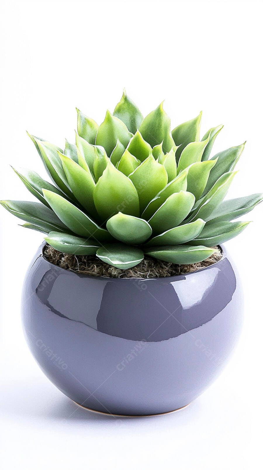 Foto Suculenta Verde Vaso Cinza Fundo Branco Estúdio