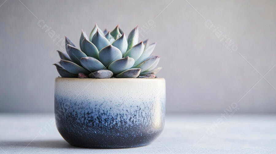 Foto Suculenta Echeveria Vaso Cerâmica Fundo Cinza Minimalista