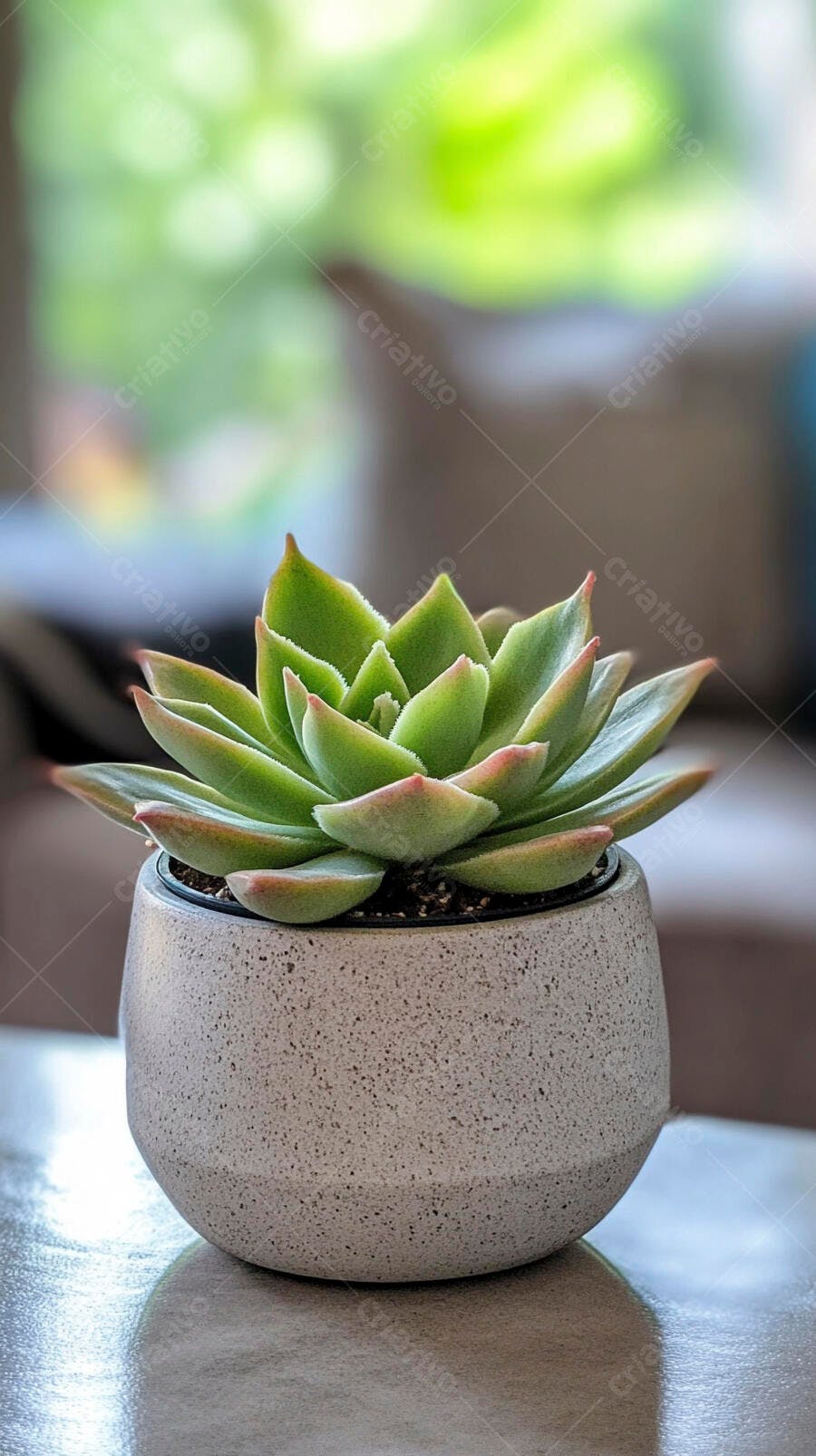 Foto Suculenta Echeveria Vaso Concreto Mesa Natural