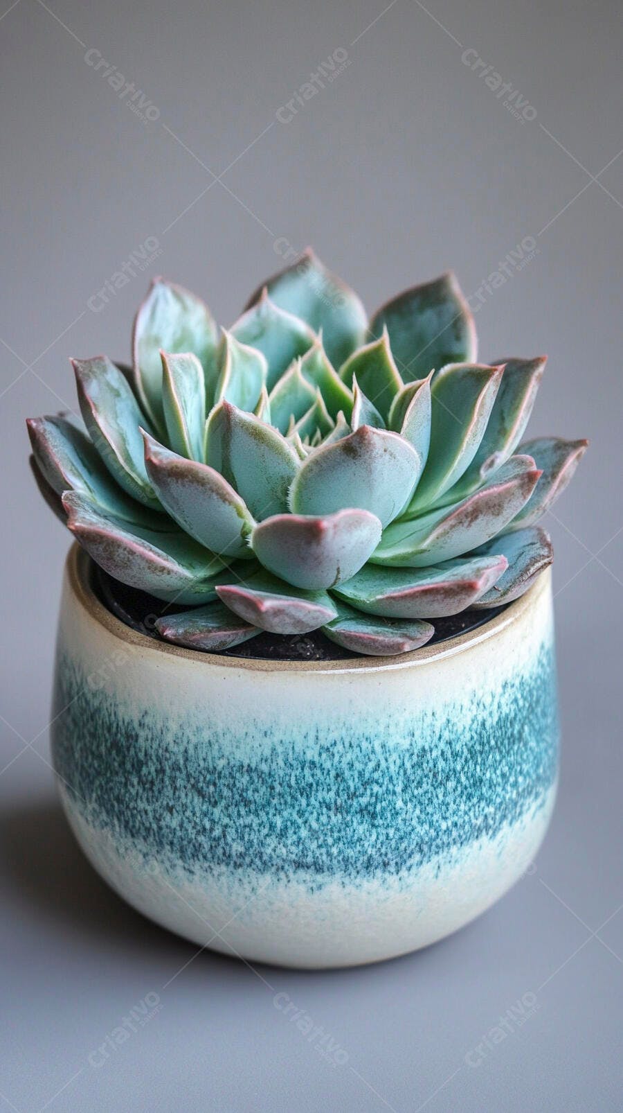 Foto Suculenta Echeveria Vaso Cerâmica Fundo Cinza