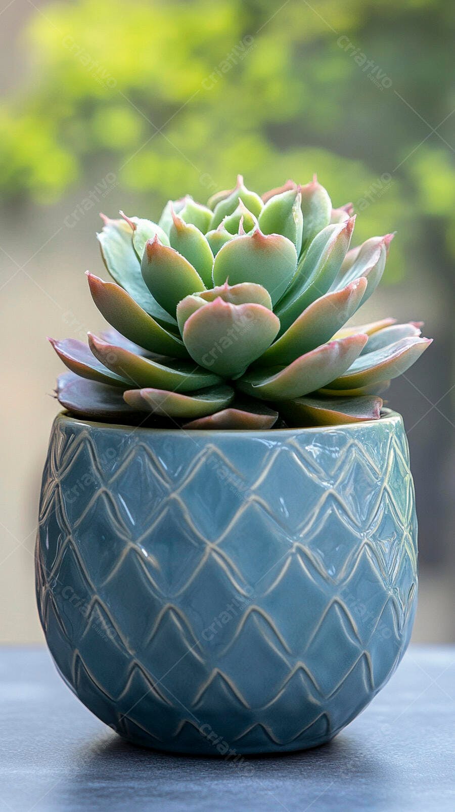 Foto Suculenta Echeveria em Vaso Azul Texturizado Fundo Verde