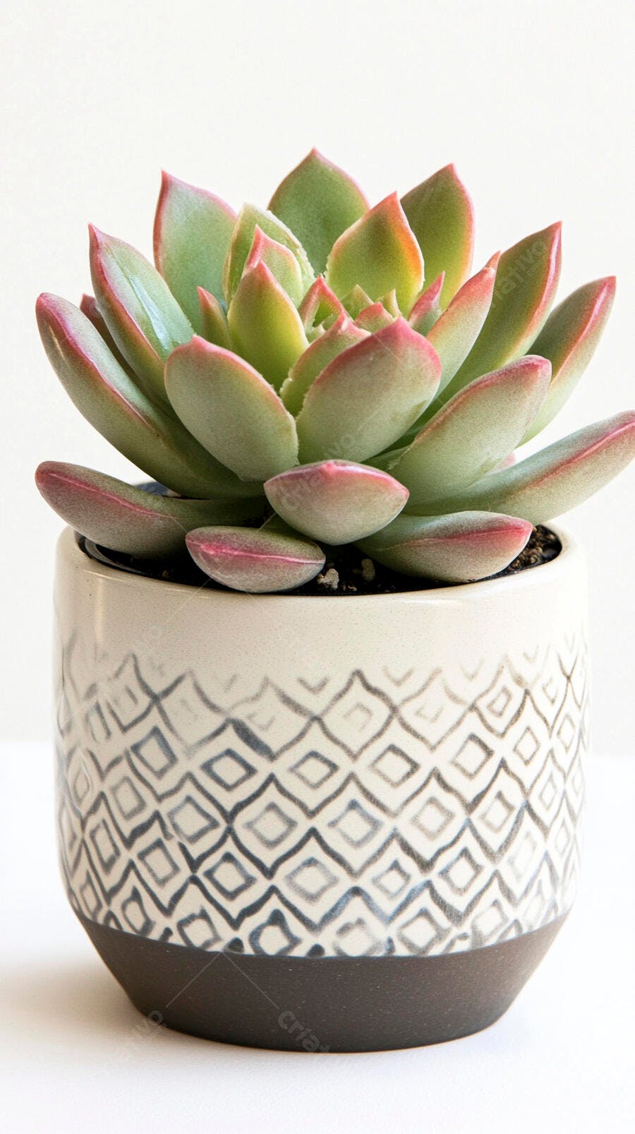 Suculenta Echeveria verde e rosa em vaso decorado branco