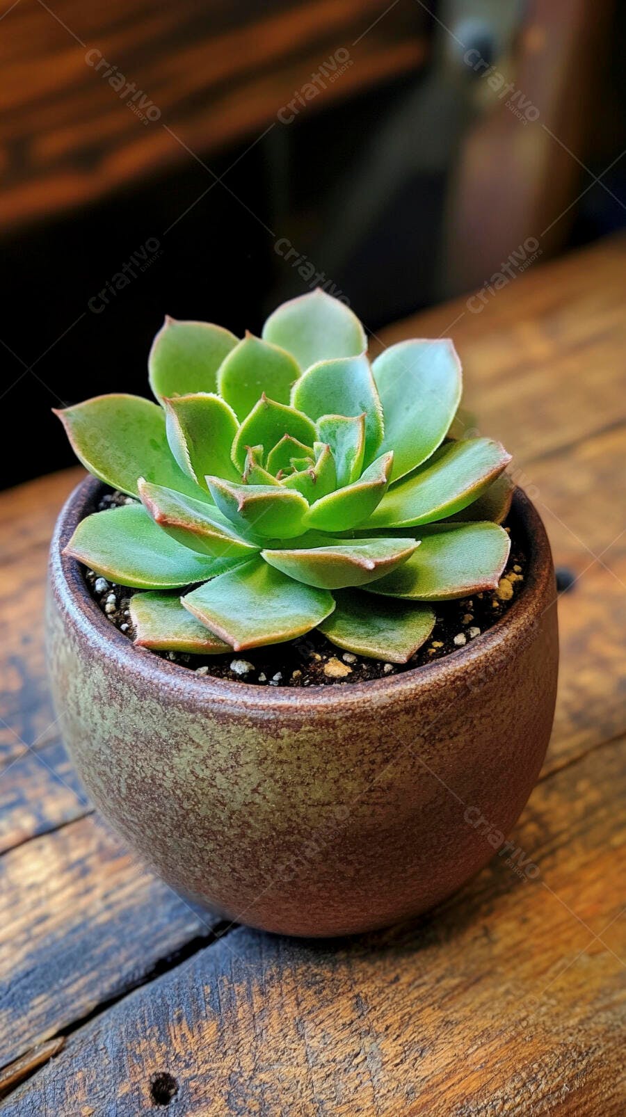 Suculenta verde em vaso rústico na mesa de madeira