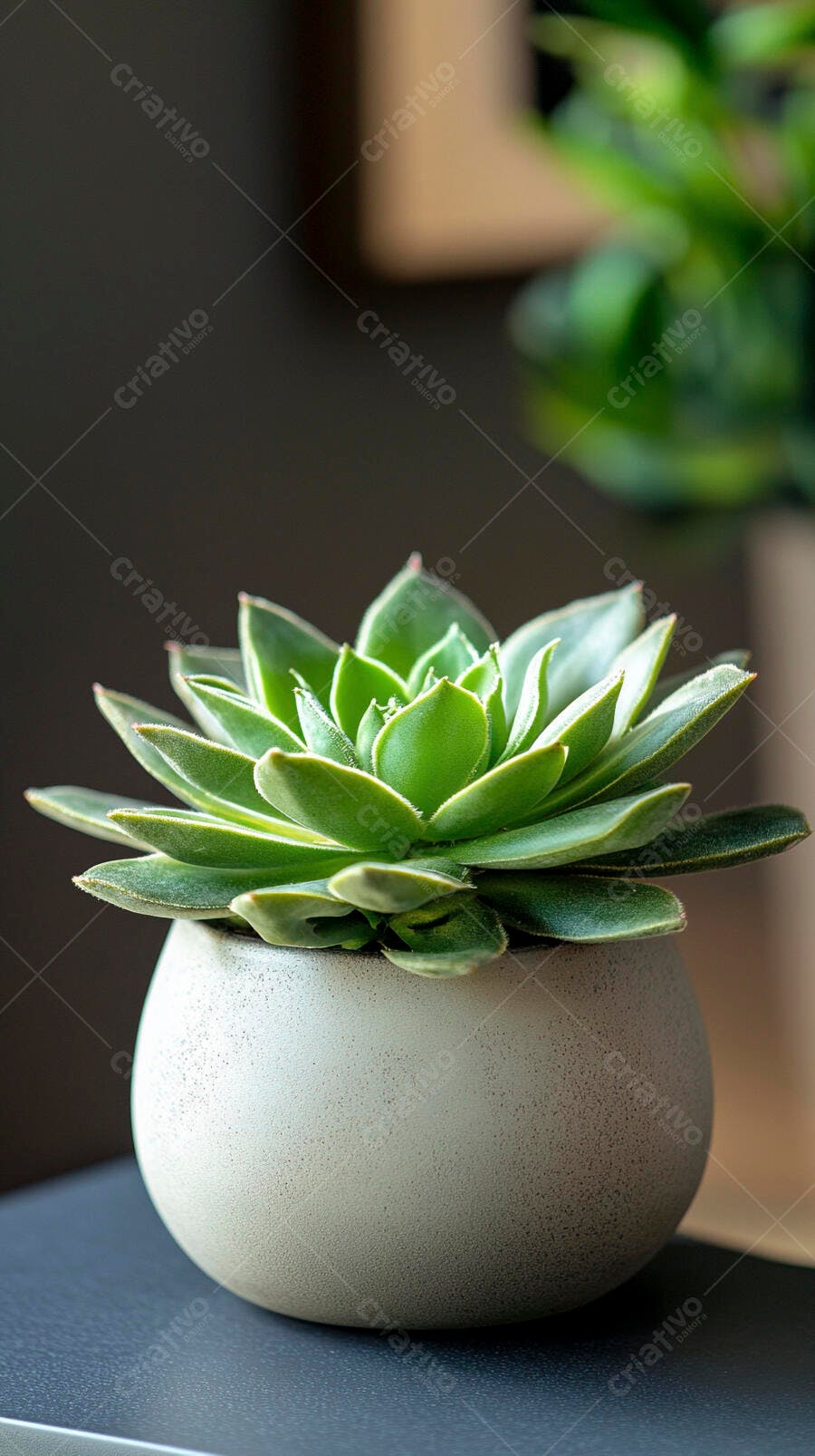 Suculenta verde em vaso cinza sobre mesa escura
