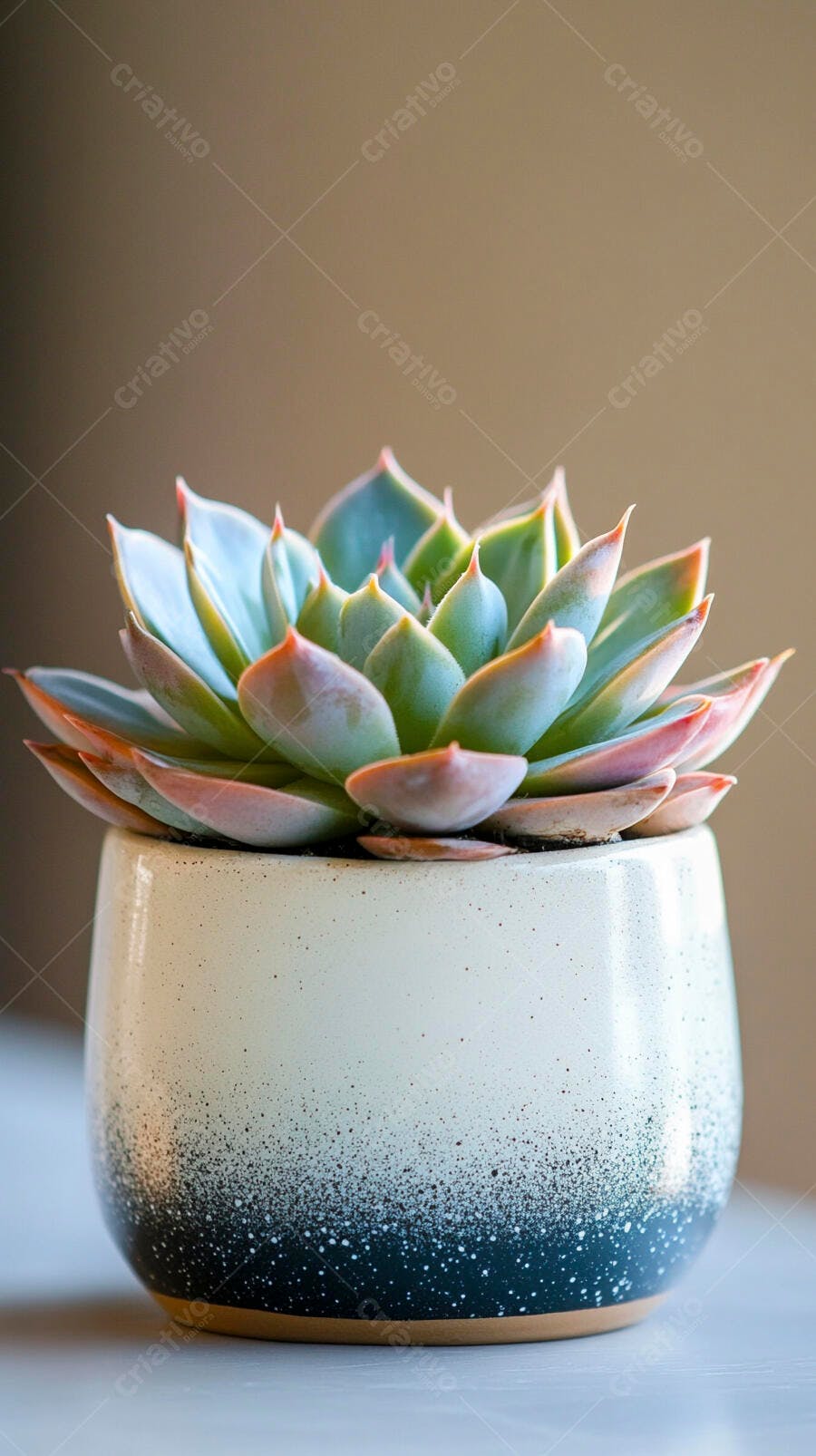 Foto Suculenta Echeveria em Vaso Decorativo Fundo Neutro