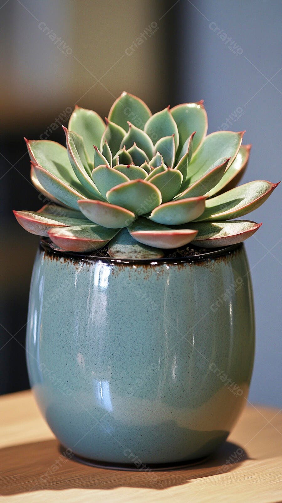 Foto Suculenta Echeveria em Vaso Cerâmica Verde Decoração