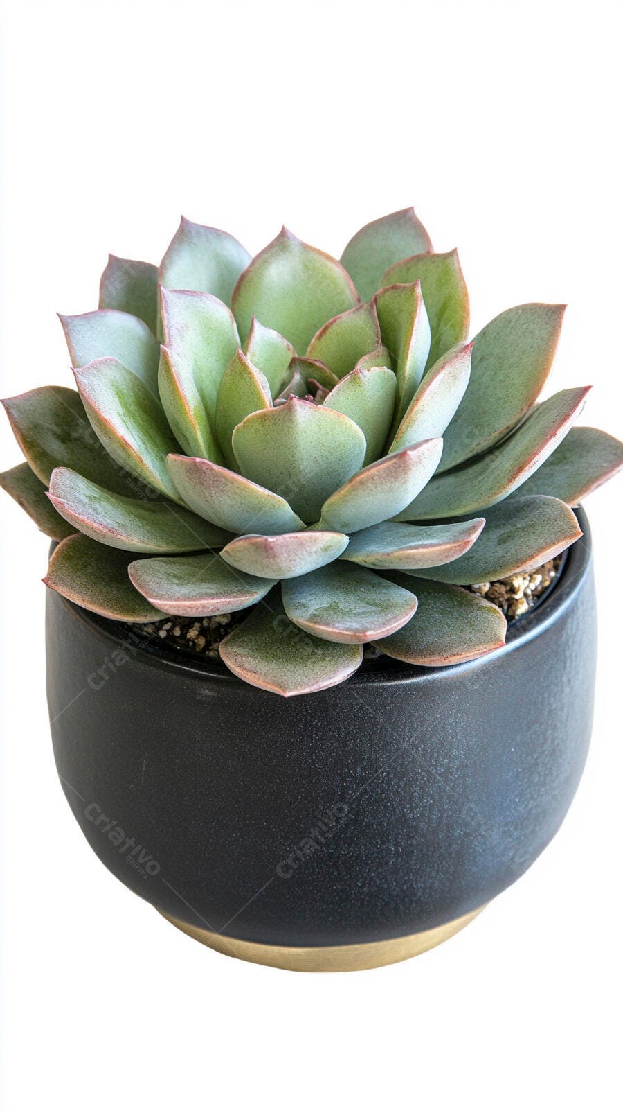 Foto Suculenta Echeveria em Vaso Preto Fundo Branco