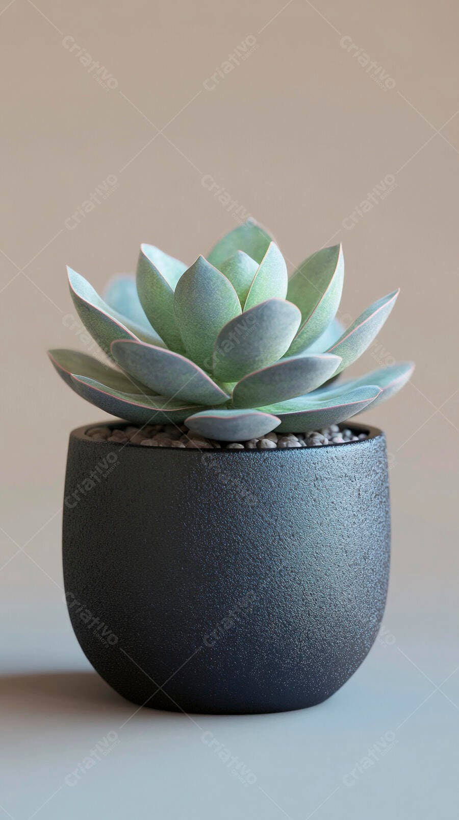 Foto Suculenta Pote Preto Minimalista Fundo Neutro