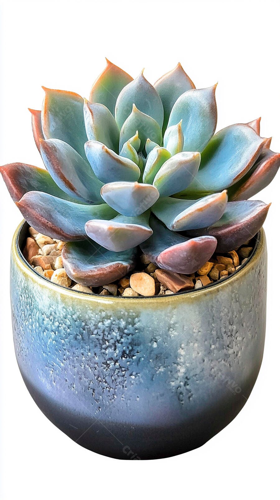 Foto Suculenta Echeveria Colorida Vaso Cerâmica Fundo Branco