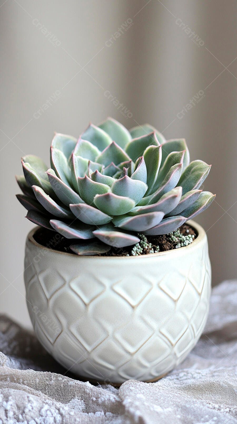 Foto Suculenta Echeveria em Vaso Branco Texturizado
