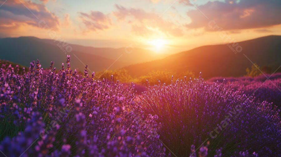 Campo de lavanda ao pôr do sol com montanhas distantes