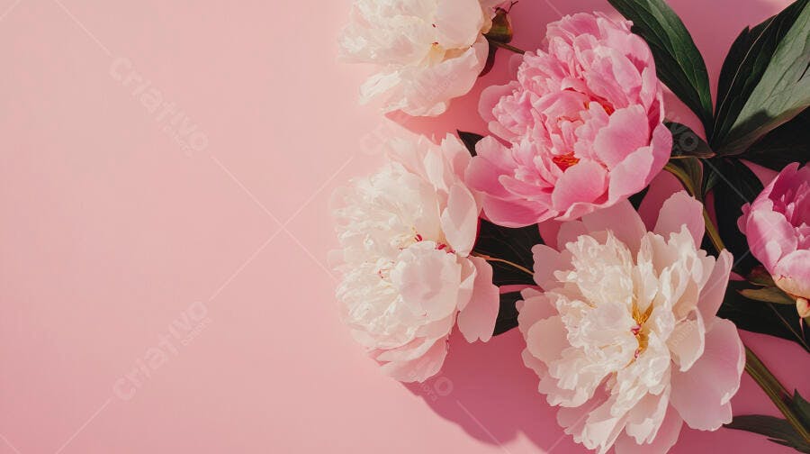 Peônias rosa e brancas vibrantes em fundo minimalista