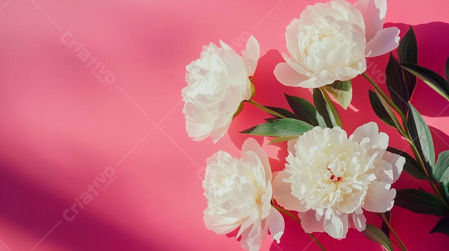 Peônias brancas florescendo em fundo rosa ensolarado