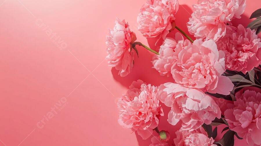 Peônias rosa vibrantes em fundo rosa coral com iluminação suave