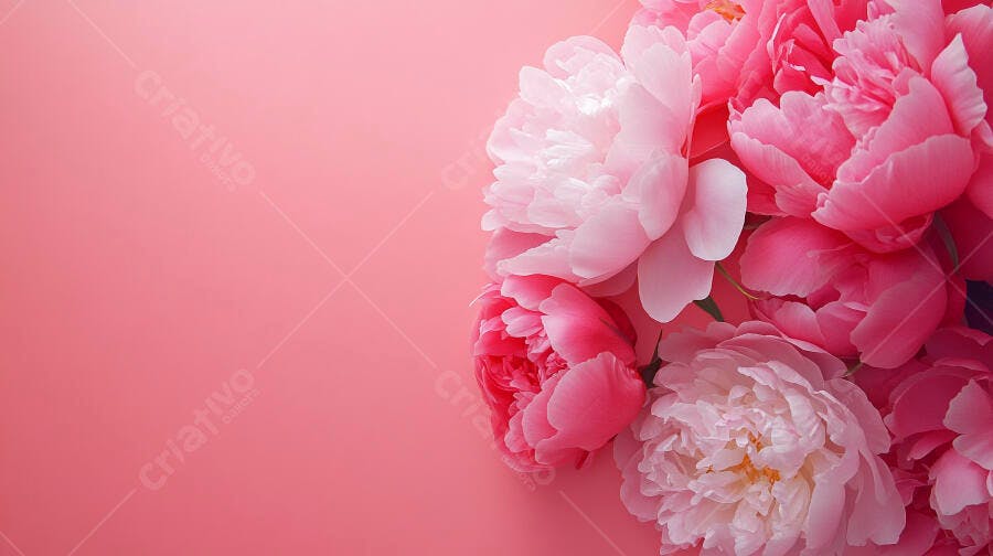 Peônias rosas exuberantes em fundo suave para celebrações