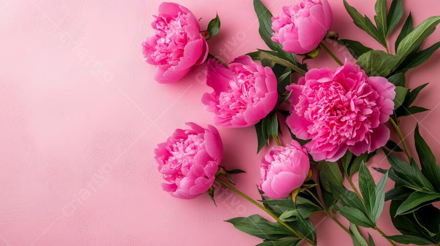 Peônias rosas vibrantes com folhas verdes em fundo rosa claro