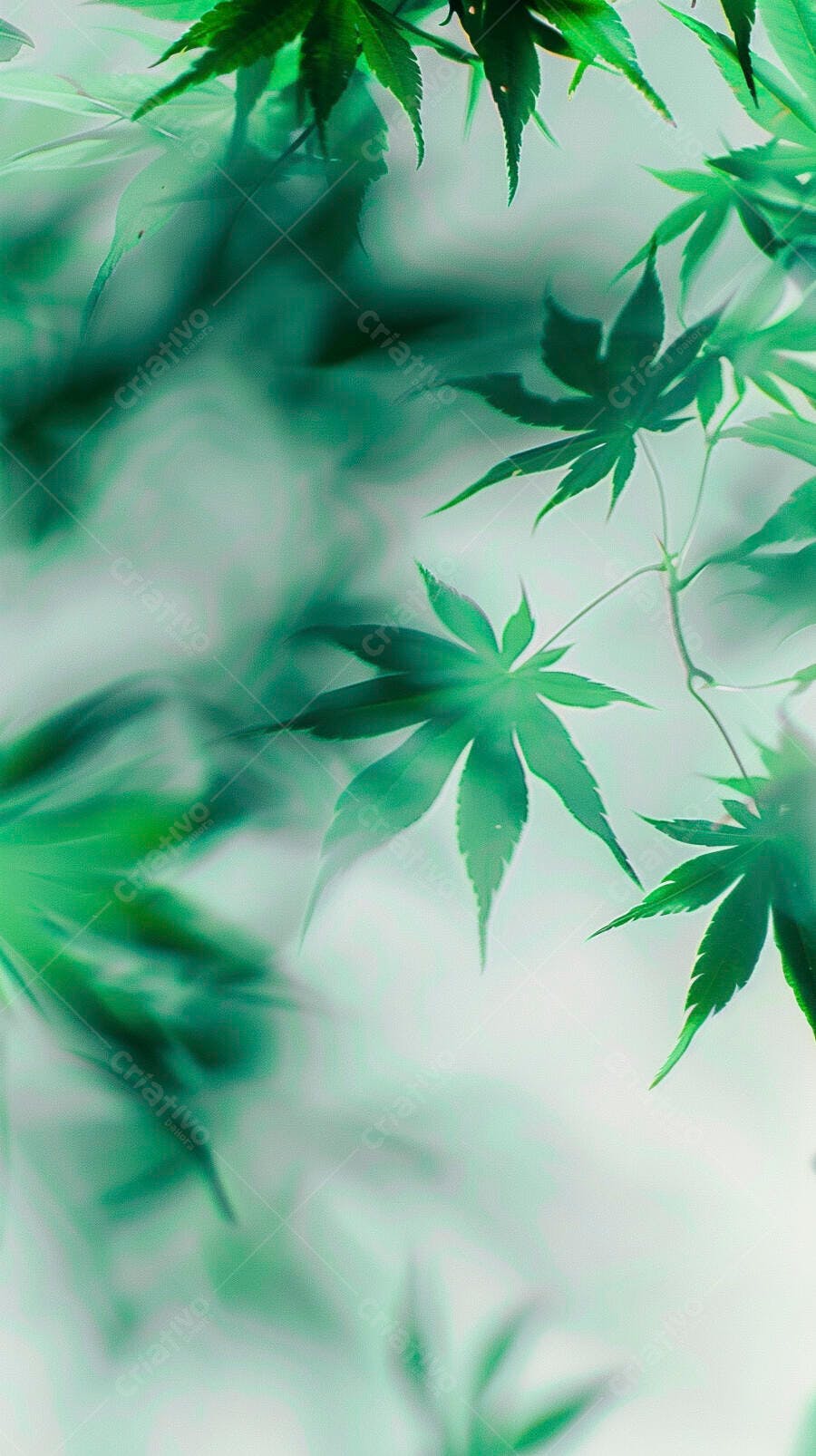 Folhas de cannabis verde vibrante com fundo desfocado abstrato e suave