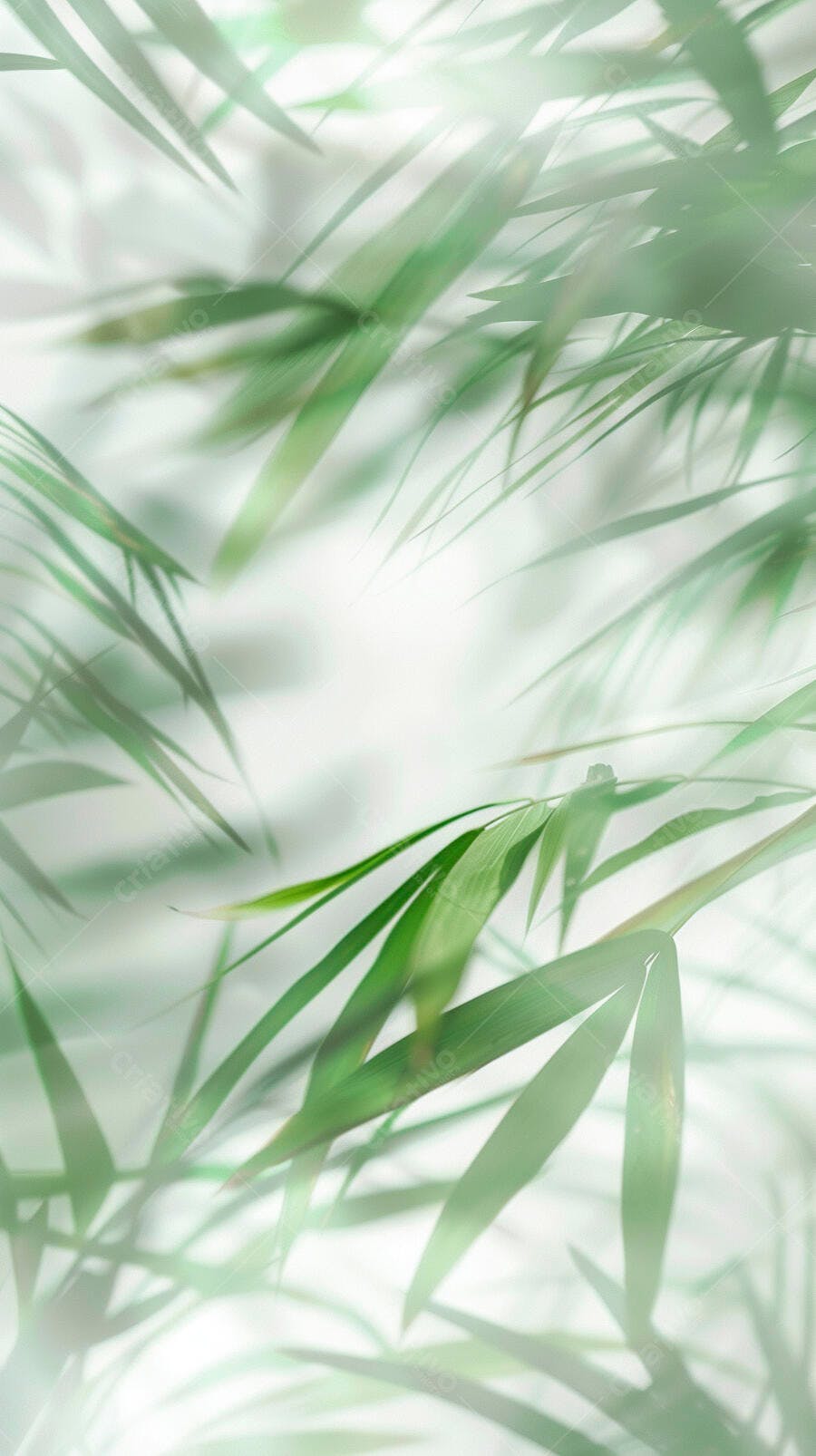 Folhas de bambu verdes frescas com fundo desfocado claro e luz natural
