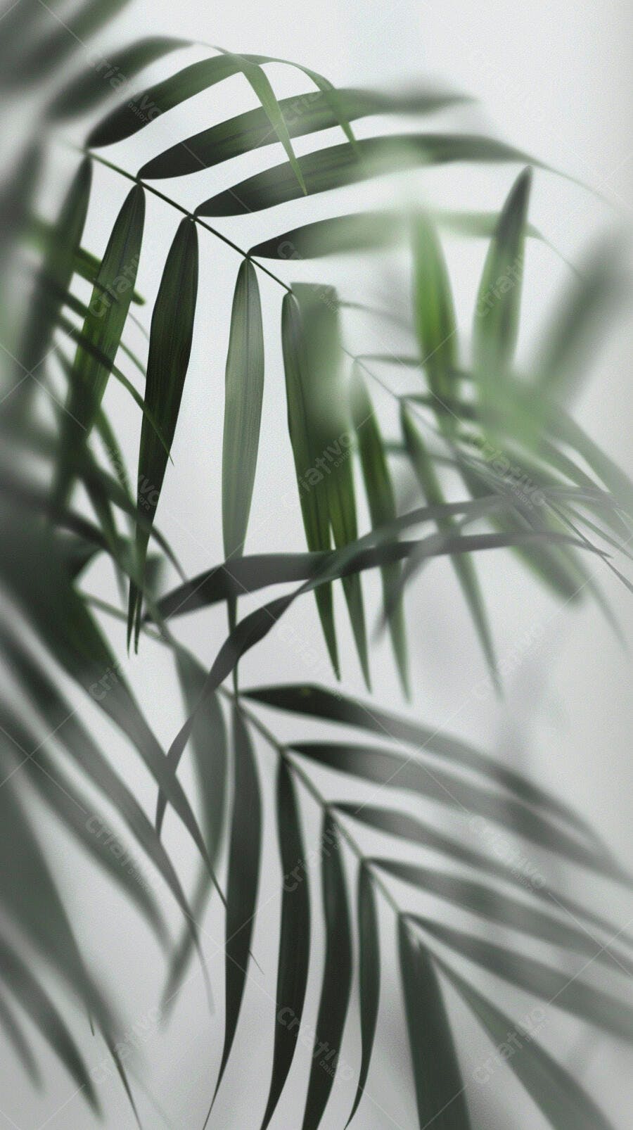 Folhas de palmeira verdes escuras com fundo desfocado branco minimalista