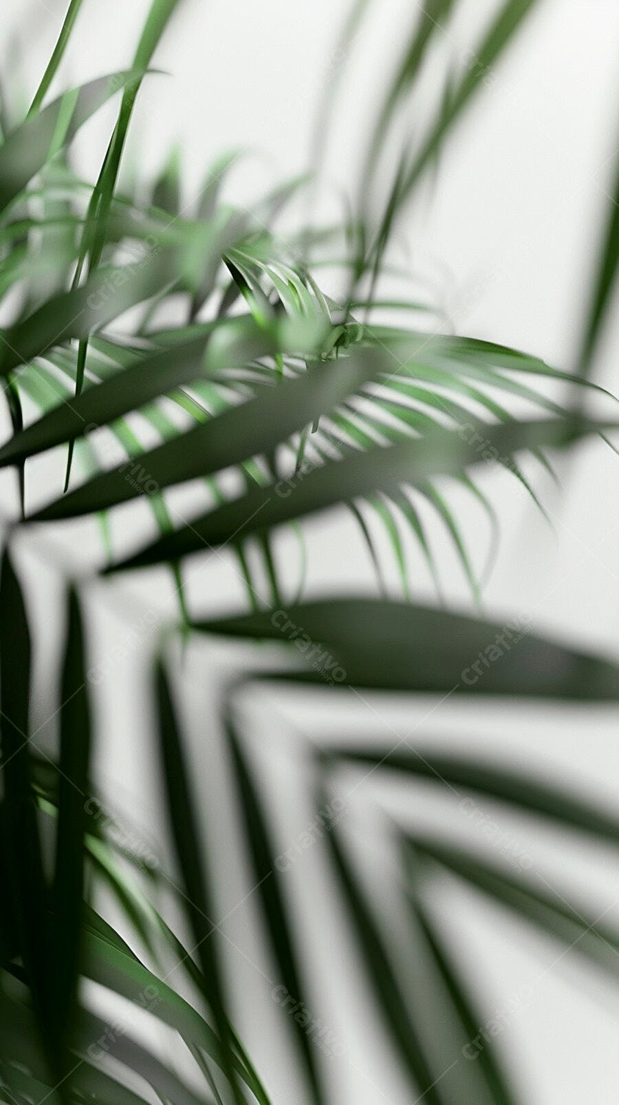 Folhas de palmeira verde vibrante em close-up com fundo branco desfocado