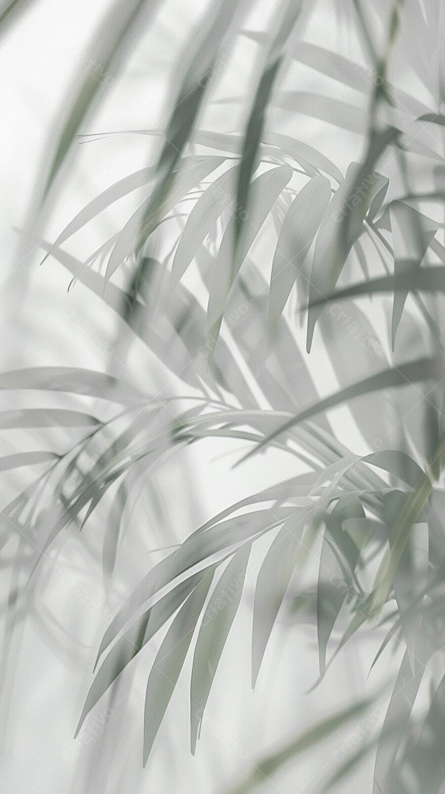 Folhas de palmeira verdes claras em fundo branco desfocado minimalista