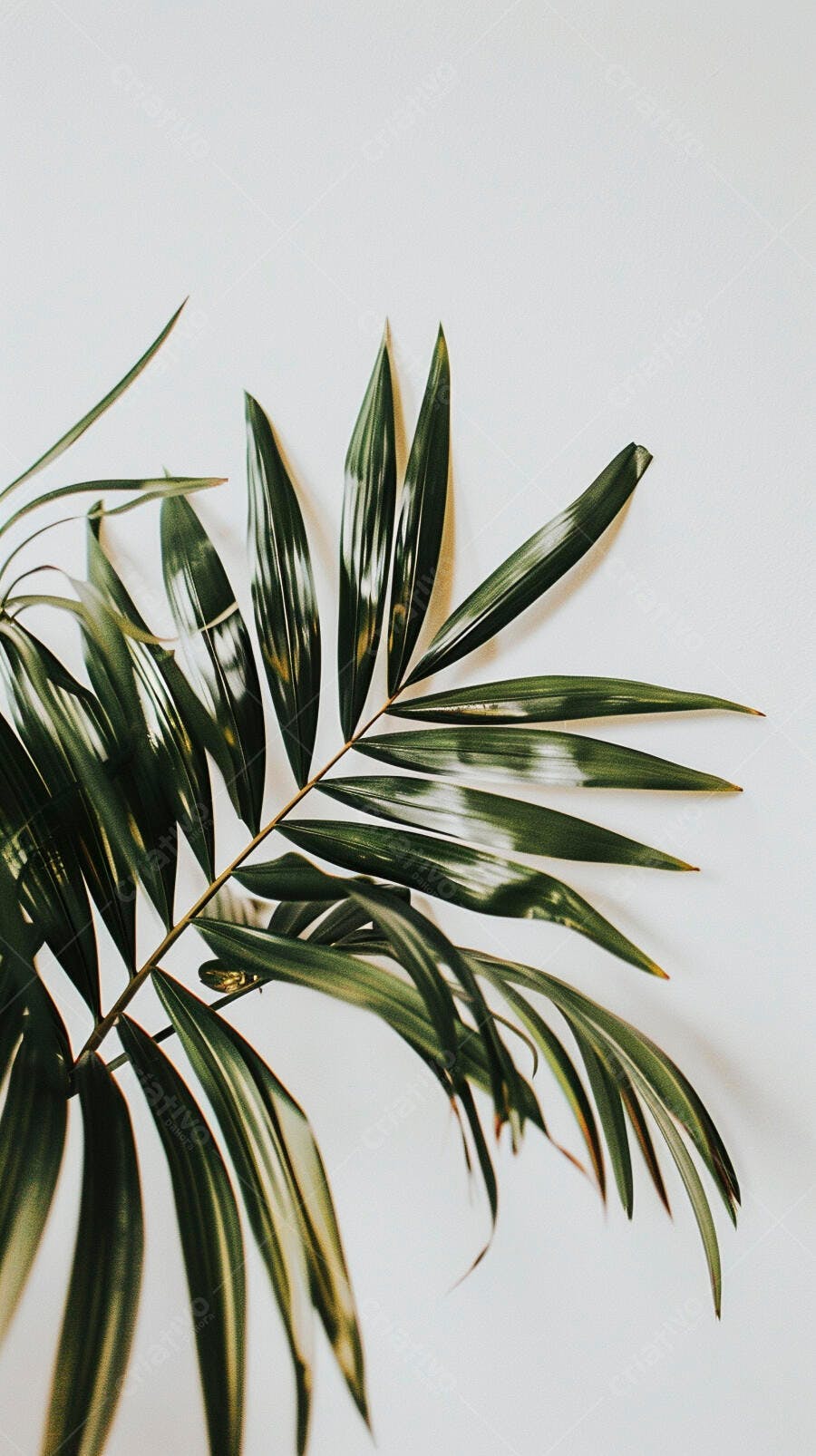 Folha de palmeira verde escura em fundo branco minimalista com luz natural