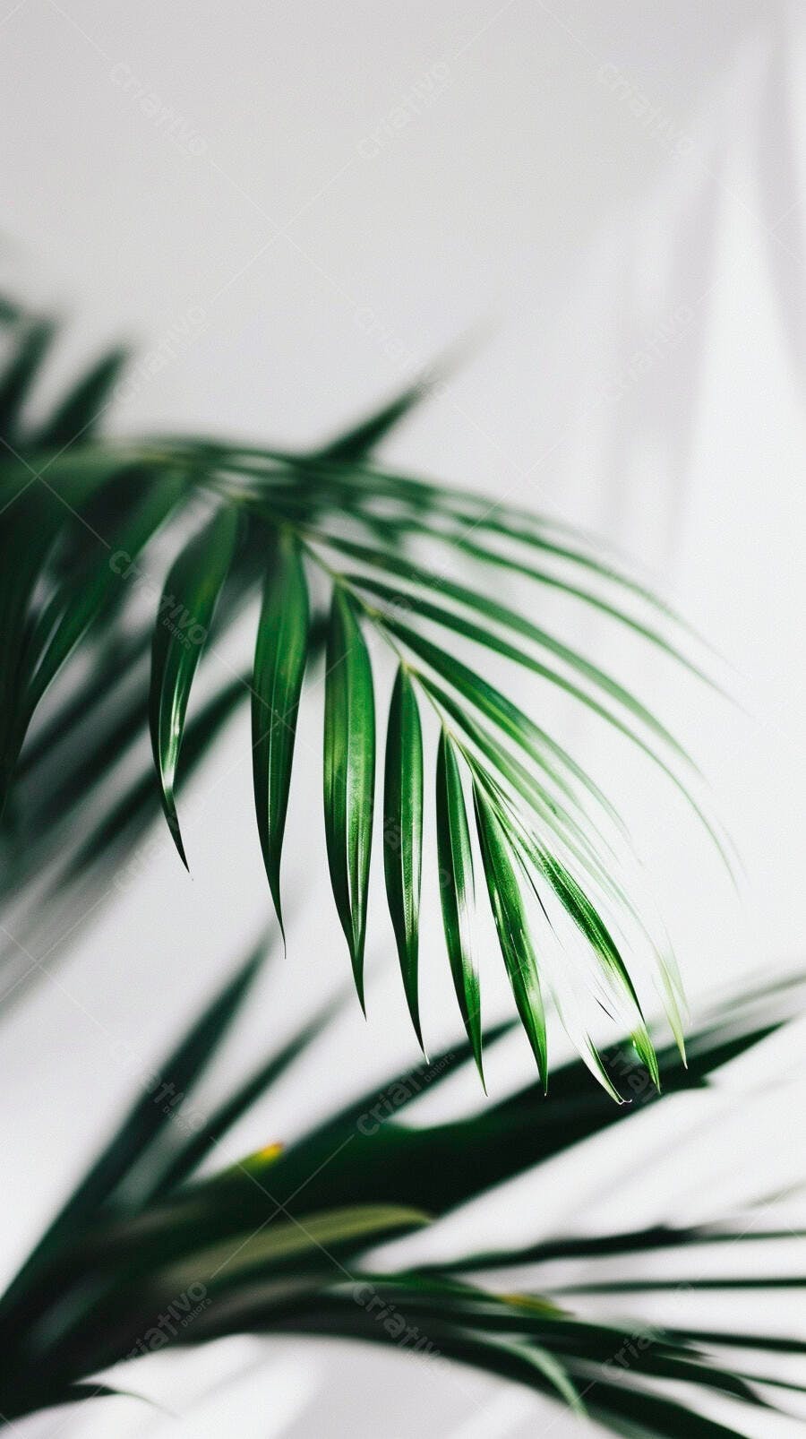 Folha de palmeira verde vibrante em fundo branco minimalista