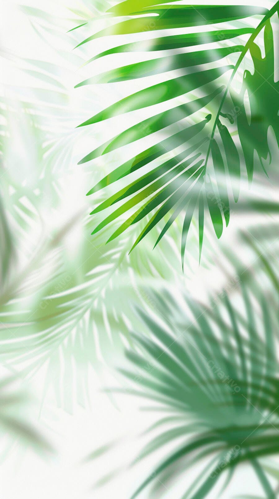 Folhas de palmeira verdes vibrantes em fundo branco e bokeh suave