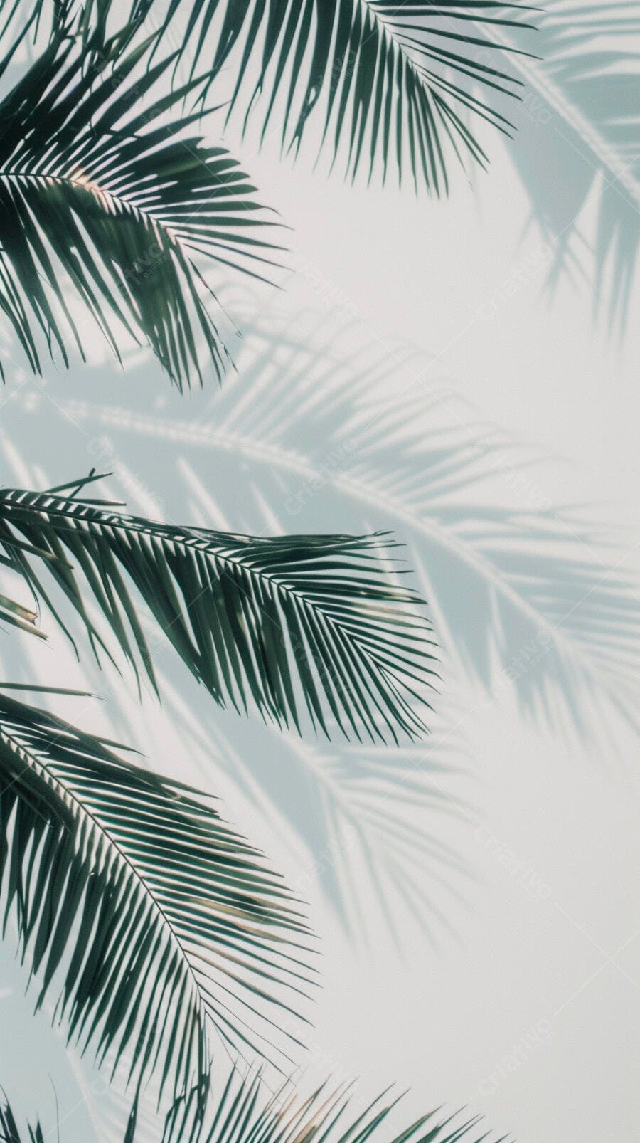 Folhas de palmeira tropicais com sombras em parede branca ensolarada