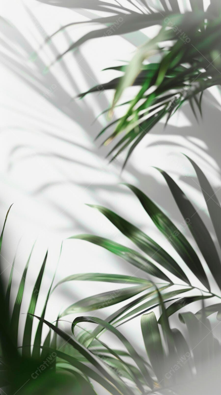 Folhas de palmeira verde com sombra natural em parede branca minimalista
