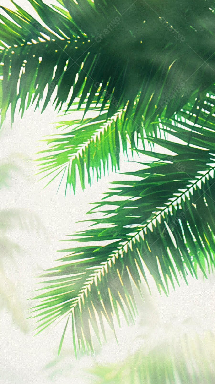 Folhas de palmeira verdes frescas sob luz solar intensa tropical