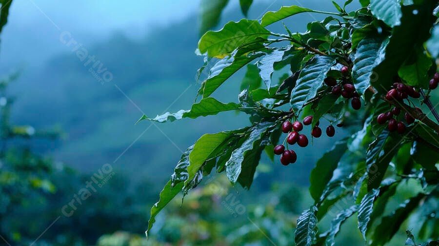 Pé de café com frutos maduros em plantação rural nevoenta