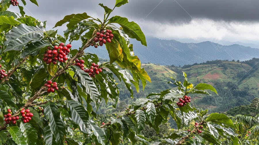 Café arábica em grãos vermelhos maduros na plantação de montanha nublada
