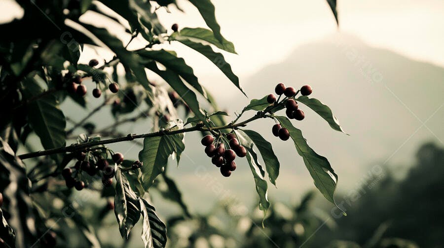 Ramo de cafeeiro com grãos vermelhos maduros em plantação montanhosa