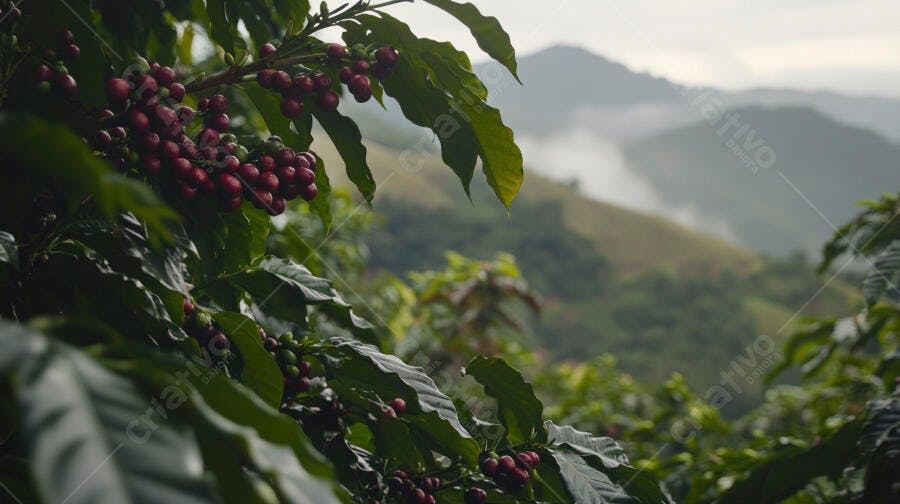 Frutos de café vermelhos em arbusto verde na montanha neblina