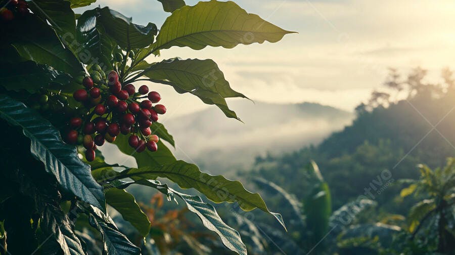 Planta de café com cerejas vermelhas verdes na plantação ao amanhecer