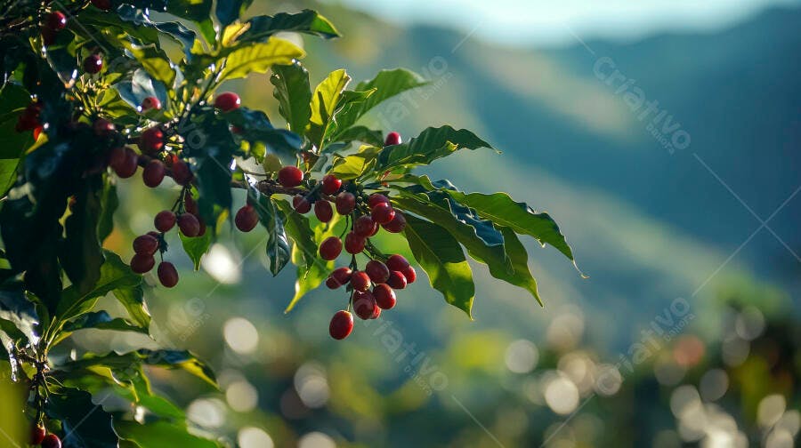 Frutos de café vermelho maduro em galho com folhas verdes brilhantes luz solar