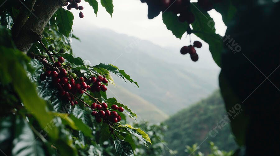 Cafés vermelhos maduros em galho com folhas verdes na plantação nebulosa