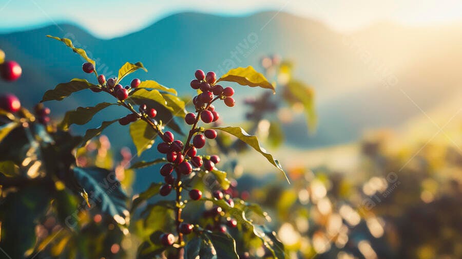 Grãos de café maduros na planta ao amanhecer em plantação montanhosa