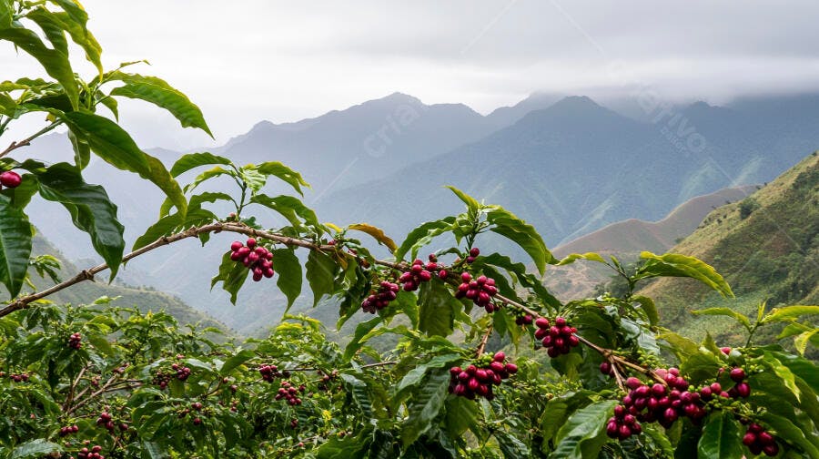 Plantação de café com cerejas vermelhas maduras em montanhas enevoadas