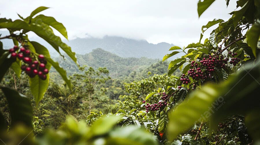 Cafezal com grãos de café maduros em montanhas verdes e céu nublado