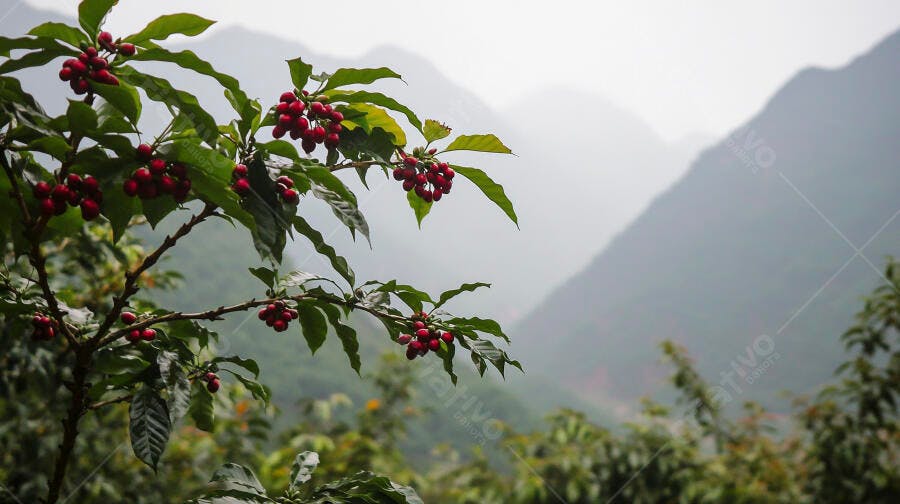 Café arábica cereja maduro em galho na plantação montanhosa
