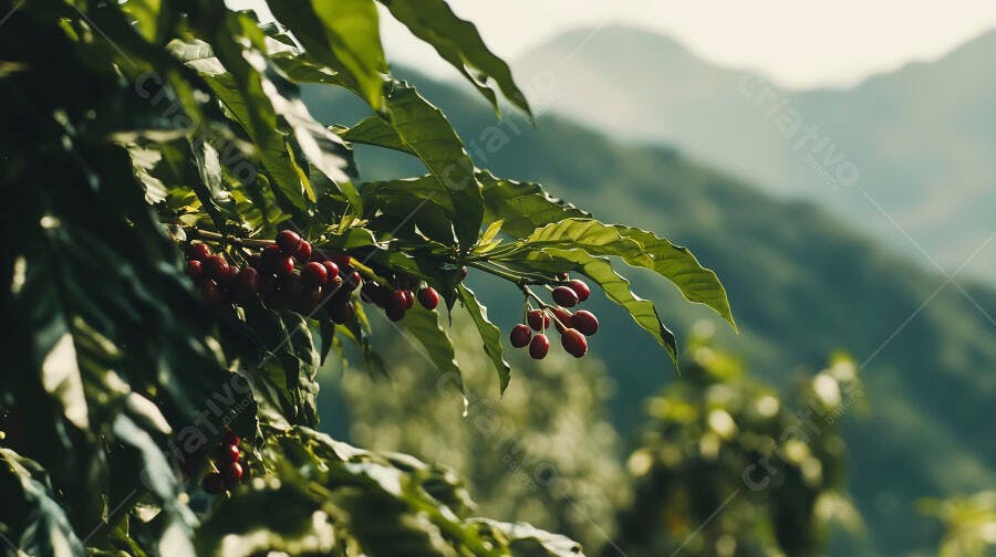 Frutos de café maduros no cafeeiro em plantação montanhosa