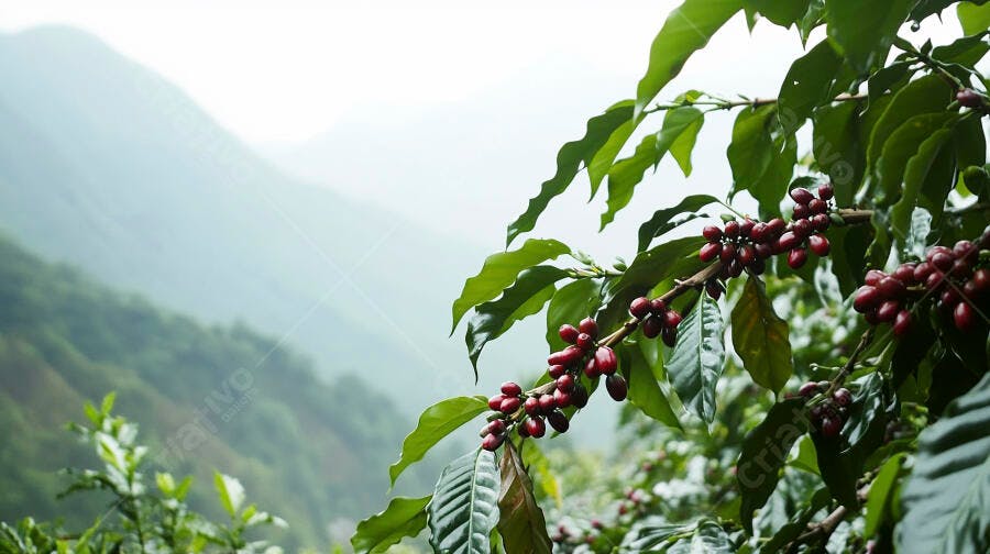 Ramos de café arábica com frutos maduros em plantação montanhosa