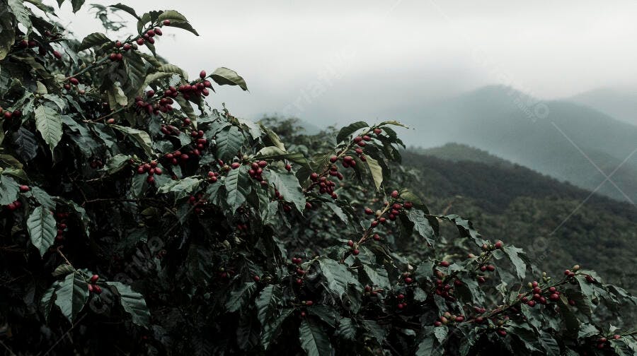 Pés de café com grãos vermelhos maduros em plantação na montanha enevoada